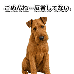 愛爾蘭㹴犬真心 1+