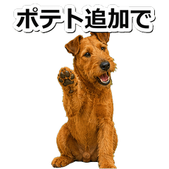 愛爾蘭㹴犬真心 1!♪