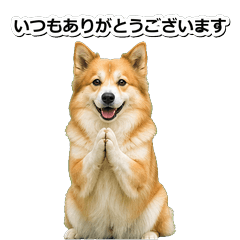 冰島牧羊犬敬語 1※