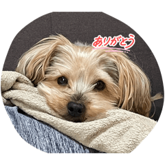 sano.i_20260516221601