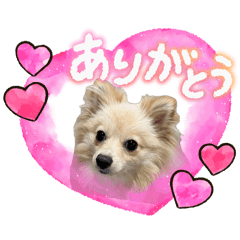 koara_20260516230314