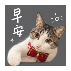 天天酷比