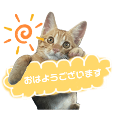 SHIKAMARU_20260516224241