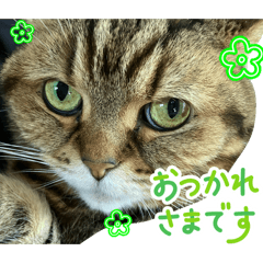 Shimaneko_20260516225709