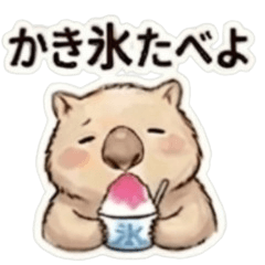 cawaii wombat WON.summer