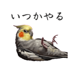 Cockatiel 39