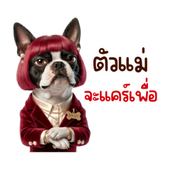 เดซี่ บอสตันเทอร์เรีย : ตัวแม่