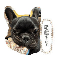 French bulldog_donbei