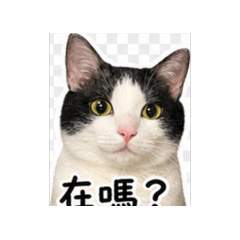 catttcatt