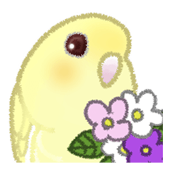 Lineolated Parakeet Creamino