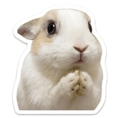 Rabbit Pudding Stamp (Kansai dialect)