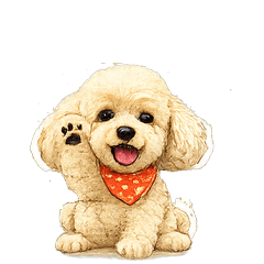 Toy Poodle Noah-chan