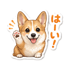 Corgi Komugi-chan