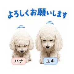 HanaYuki_20260506191900