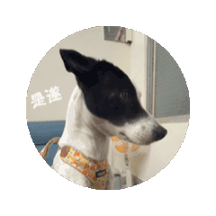 牛牛動態圖