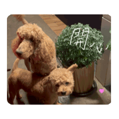 貴貴的生活