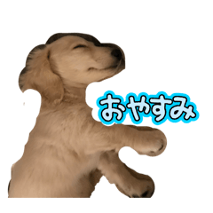 akari_20260517012558