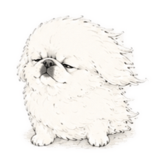WhitePekingese