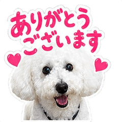 The Daily Life of Eito, the White Poodle