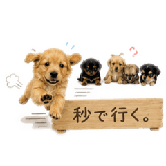 Hachi_20260517062006