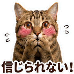 每日可用虎斑猫表情包