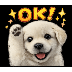dog127
