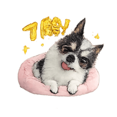 chiko_20260517072046