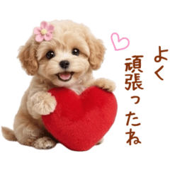 Fluffy Dog.3 maltipoo