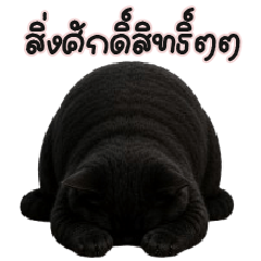 เหมียวอ้วนดำตัวตึง!