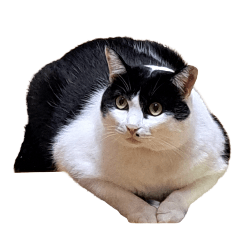 Cat kouchan