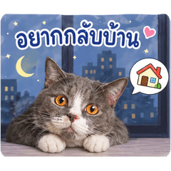Little faii_20260506160229