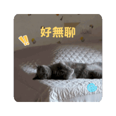 茶妹日常