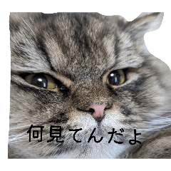 okitasouji_20260517094702