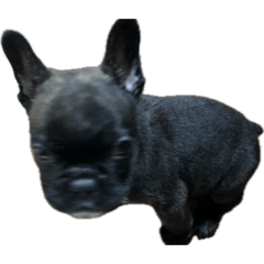 YOSHI_20260517103041