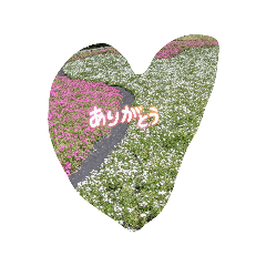 sakura_20260517104318