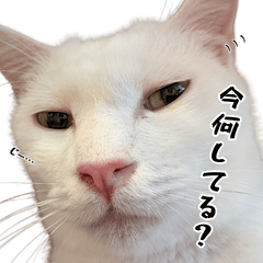 The cats of CAT BOX Hogonek...