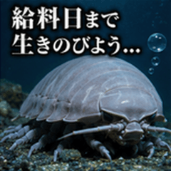 Deep Sea Isopod