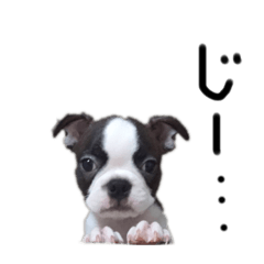 OBOSS_20260517114100