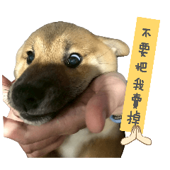 狗不理3囧