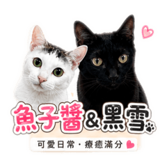 魚家的貓咪日常