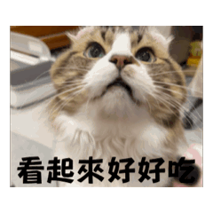 我是土豆｜動態貼圖