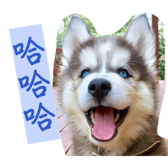Husky Stickers A1