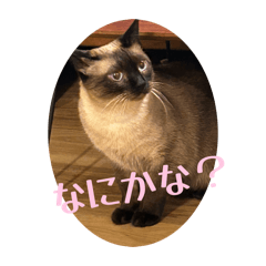 Fuyu_20260517131842