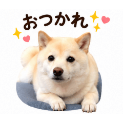 shyho_20260517131223