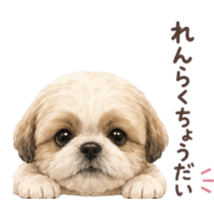 miki_20260517132949