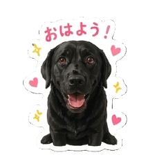 BlacklabCoco