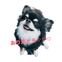 chii_azu_20260517141723