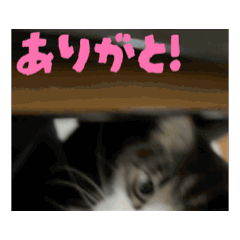 Chan_20260521221516
