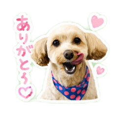 miekoooo_20260517155348