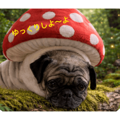 charmmy pug DONGURI_20260517155552